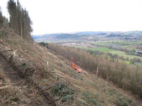 Tree Felling