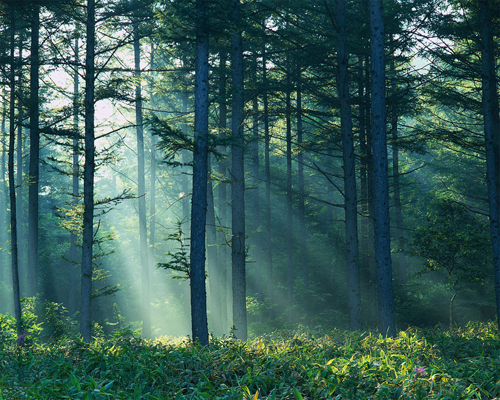 Forest Light