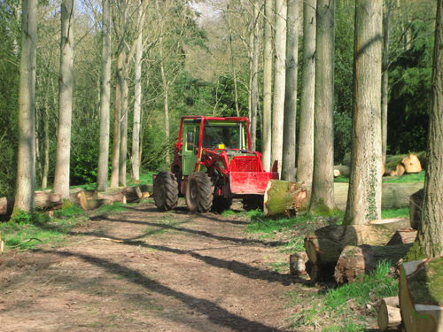 Tree trunk removal